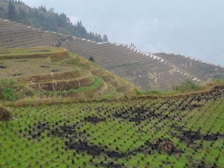 2014-11-17 b Hike through rice terraces (5)