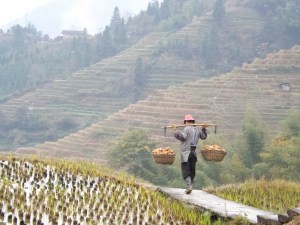 2014-11-17 b Hike through rice terraces (8)