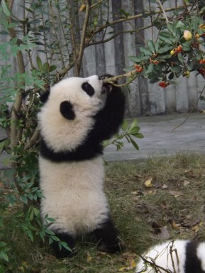 2014-11-19 a Chengdu - Panda Research Base (102)