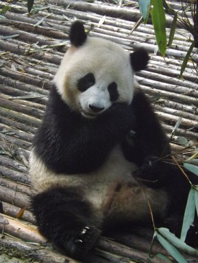 2014-11-19 a Chengdu - Panda Research Base (14)