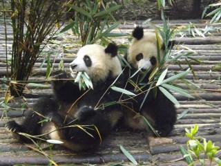 2014-11-19 a Chengdu - Panda Research Base (29)
